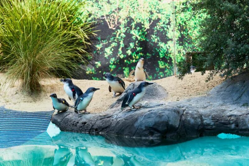 Ballarat: Wildlife Park Entry Ticket - Who Will Love This?