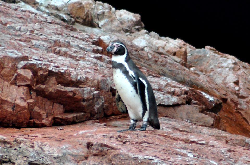 Ballestas Islands and Huacachina Oasis Half-Day Tour - Inclusions and Requirements