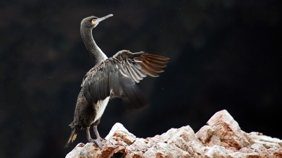Ballestas Islands and Huacachina Oasis Half-Day Tour - Customer Feedback and Ratings