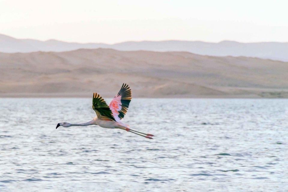 Ballestas Islands and Paracas Reserve - Full Day Escape - Inclusions and Additional Costs