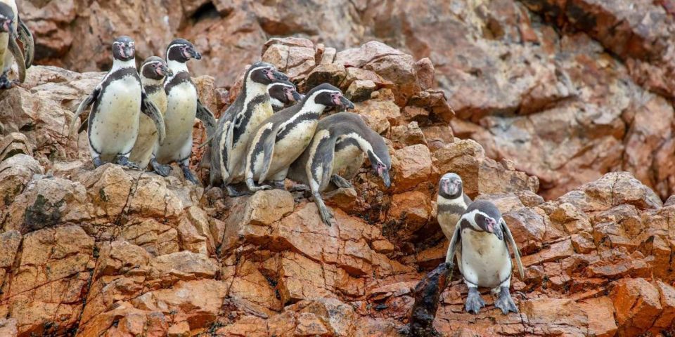 Ballestas Islands and Paracas Reserve - Full Day Escape - Frequently Asked Questions