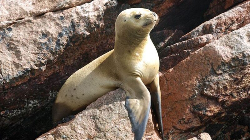 Ballestas Islands & Paracas National Reserve From Paracas - Frequently Asked Questions