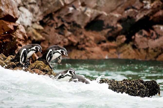 Ballestas Islands Tour From Puerto San Martin Cruise - Exploring the Ballestas Islands