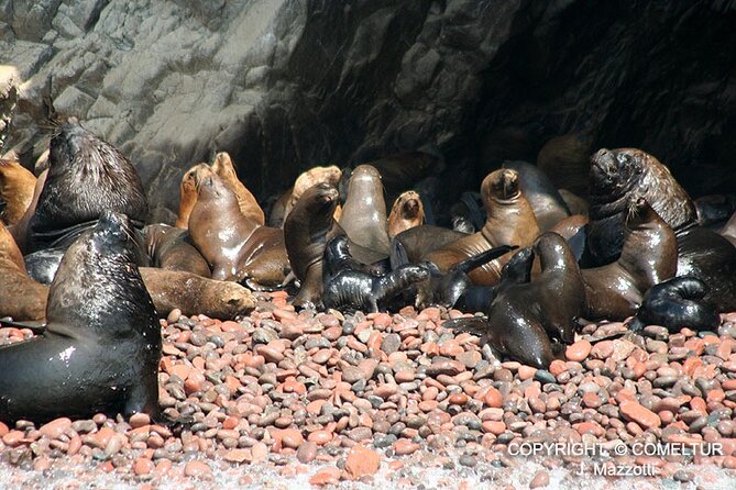 Ballestas Islands Tour From Puerto San Martin Cruise - Paracas National Reserve Highlights