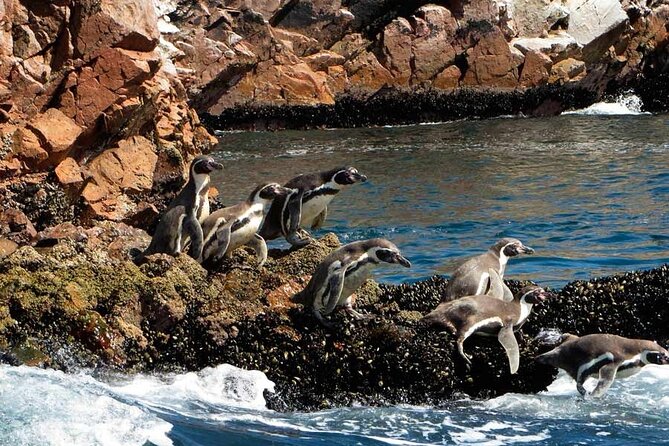 Ballestas Islands Tour From Puerto San Martin Cruise - Tour Inclusions and Logistics