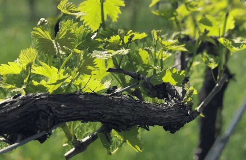 Balsamic Vinegar Tasting & Barrel Tour near Parma & Reggio - Who Will Love This Tour?