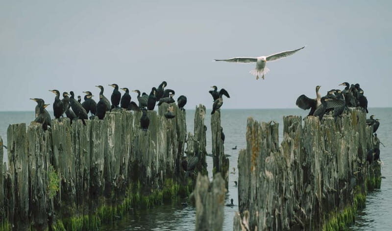 Baltic Sea Coastal Scenery and Cape Kolka From Riga - Authentic Experiences and Traveler Insights