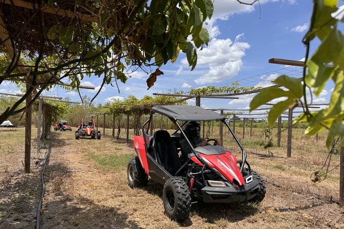 Bamboo Dune Buggy Tour - Equipment and Safety