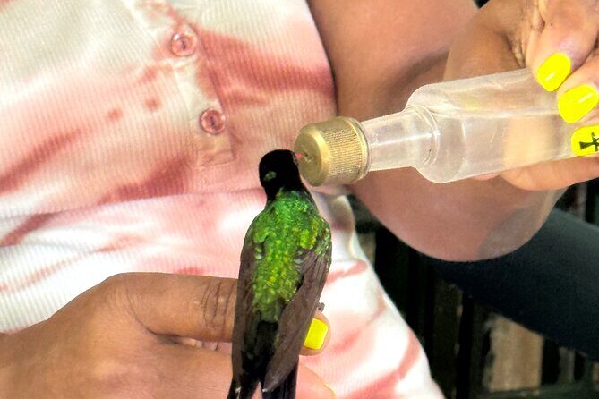 Bamboo rafting and bird sanctuary tour from Montegobay - What to Expect from the Tour