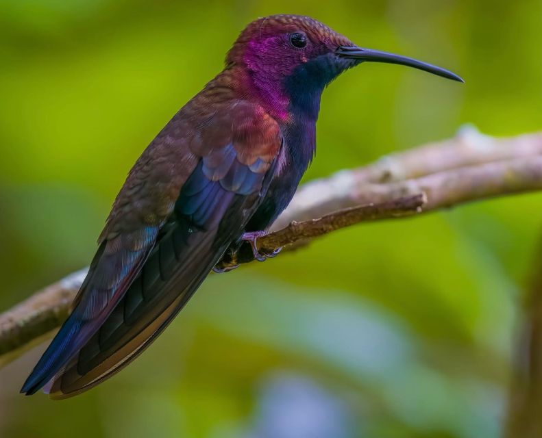 Bamboo Rafting, Limestone Foot Massage and Bird Sanctuary - Lethe Estate and River Excursion