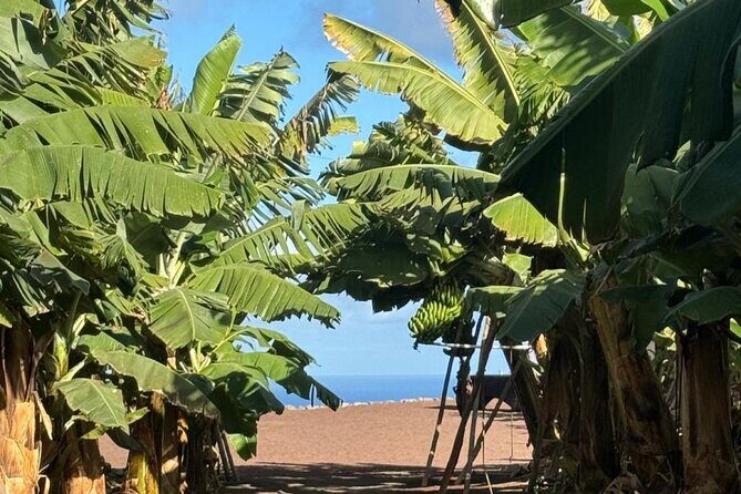 Banana Museum, Rum Distillery & Winery with Tasting: Premium tour - Who Will Love This Tour?