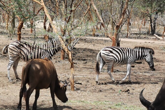 Bandia Park Safari (Minimum 2 Participants) - Transportation and Accessibility