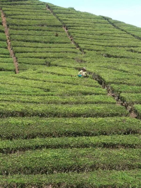 Bandung: White Crater Volcano Guided Day Trip - FAQs