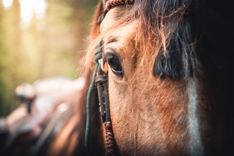 Banff: 2-Day Overnight Backcountry Lodge Trip by Horseback - Catered Meals and Dining