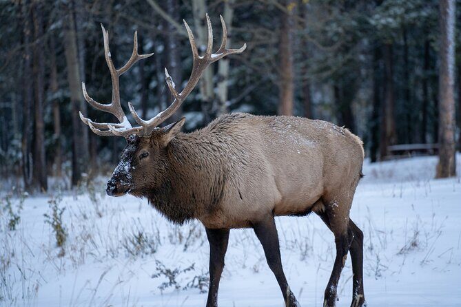 Banff: 4-Hour Evening Wildlife Viewing & Sunset Experience - The Practical Side: Transportation, Price, and Group Size