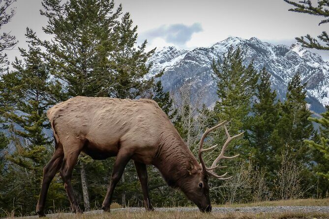 Banff: 4-Hour Evening Wildlife Viewing & Sunset Experience - FAQ