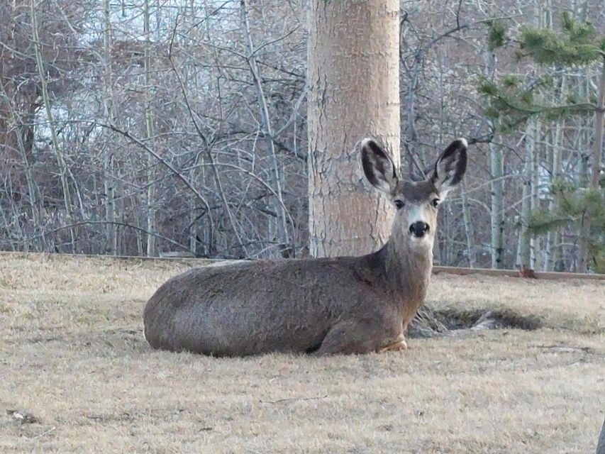 Banff: A Private Day Trip - Highlights Tour - Inclusions and Exclusions