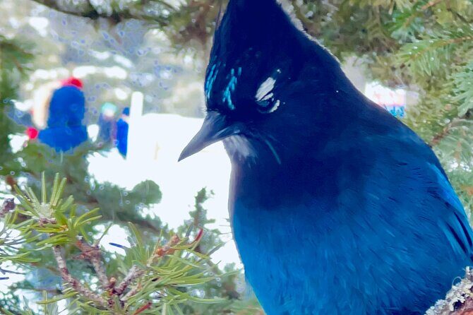 Banff and Yoho Rocky Mountain Discovery Day Tour from Calgary - What’s Included and What To Expect