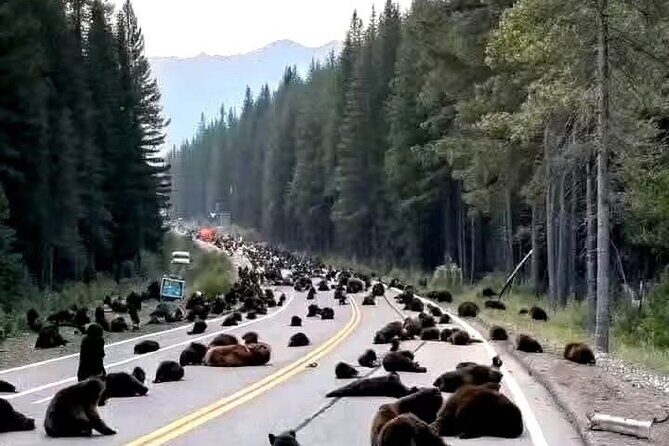 Banff and Yoho Rocky Mountain Discovery Day Tour from Calgary - Frequently Asked Questions