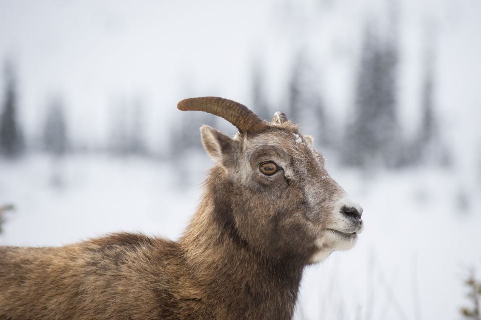 Banff: Best of Banff Nature Walk - 2hrs - Exploring Banff National Park