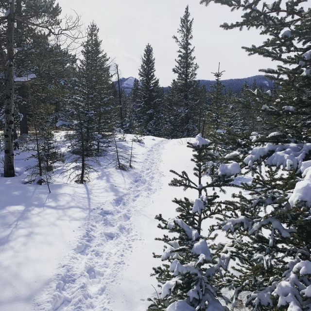 Banff: Best of Banff Nature Walk - 2hrs - Learning About the Ecosystem