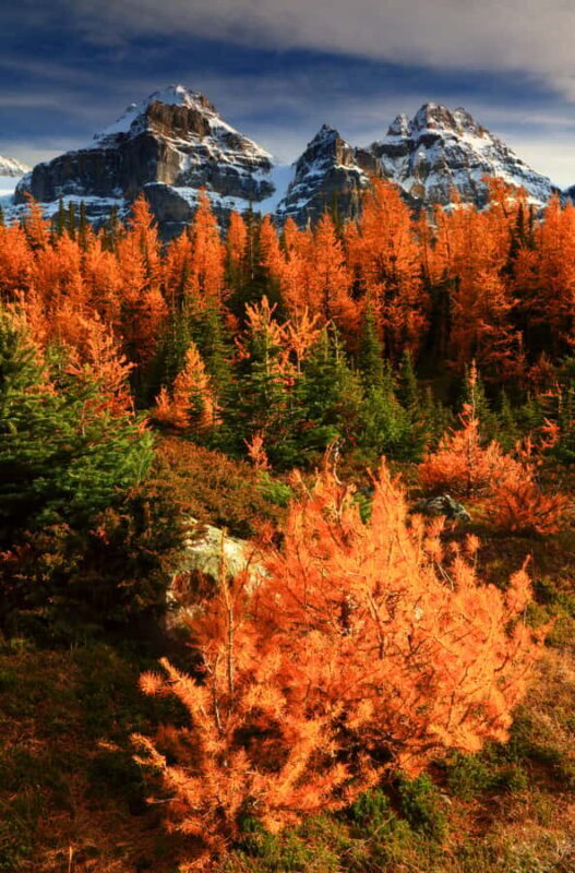 Banff/Canmore: Larch Valley & Moraine Lake shuttle RoundTrip - Detailed Review of the Tour