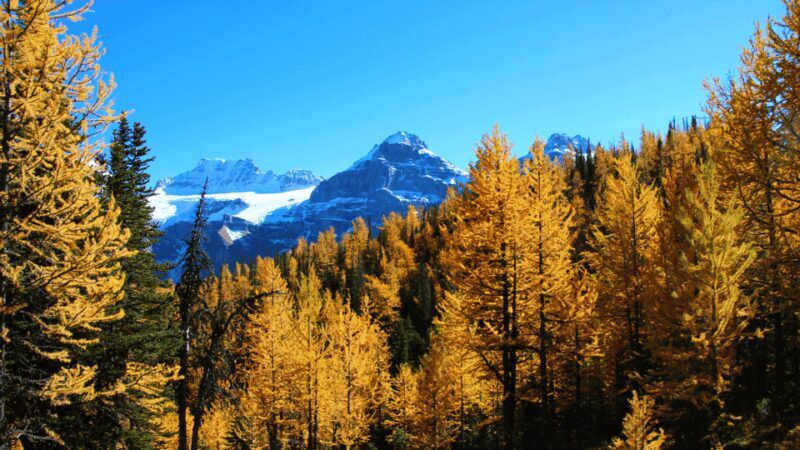 Banff/Canmore: Larch Valley & Moraine Lake - The Experience of the Guide and Logistics