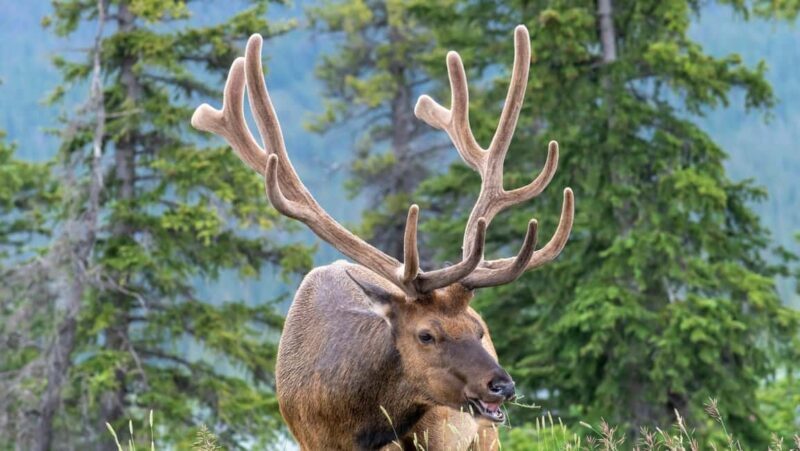 Banff/Canmore Moraine Lake & Lake Louise-Hike/Canoe/Sightsee - FAQ