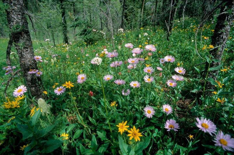 Banff: Edible and Medicinal Plants Nature Walk - FAQ