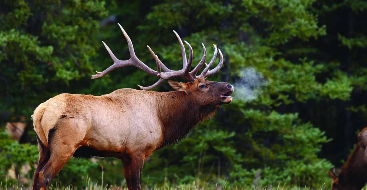 Banff: Evening Wildlife Safari Guided Tour - Key Points