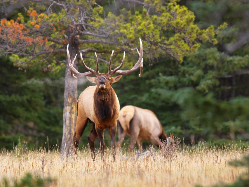 Banff: Evening Wildlife Safari Guided Tour - Habitat Protection