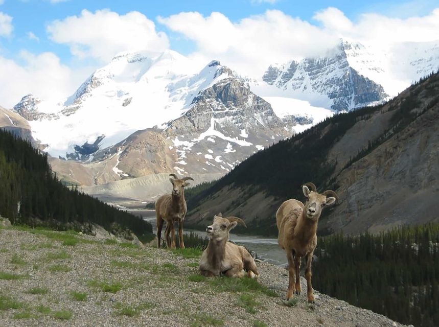 Banff: Evening Wildlife Safari Guided Tour - Interpretive Tools