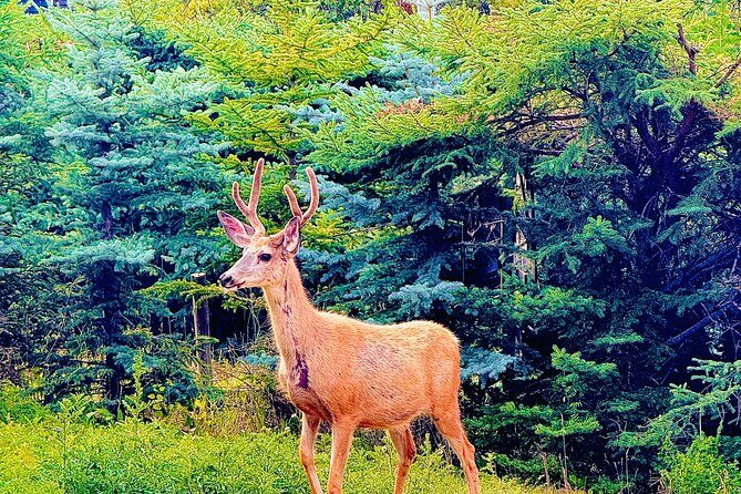 Banff Evening Wildlife/ Scenic Tour  Lakes, Hoodoos & Bow Falls - FAQ