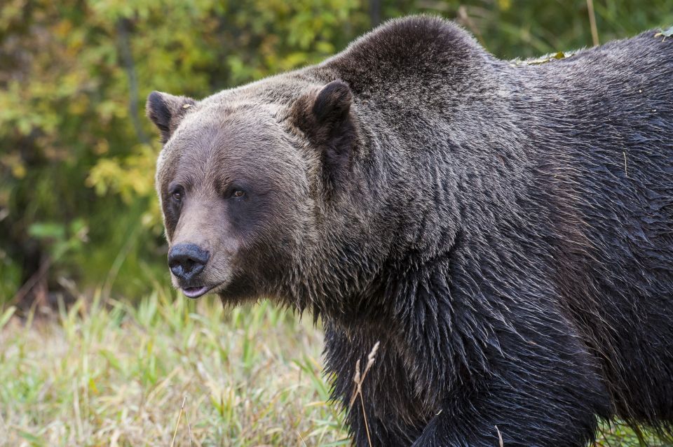 Banff: Grizzly Bear Refuge Tour With Lunch - Tour Highlights
