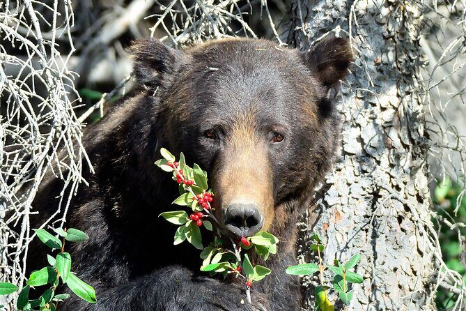 Banff Guided Nature Walk with Bear Country Safety Tips - Discover the Banff Guided Nature Walk with Bear Country Safety Tips