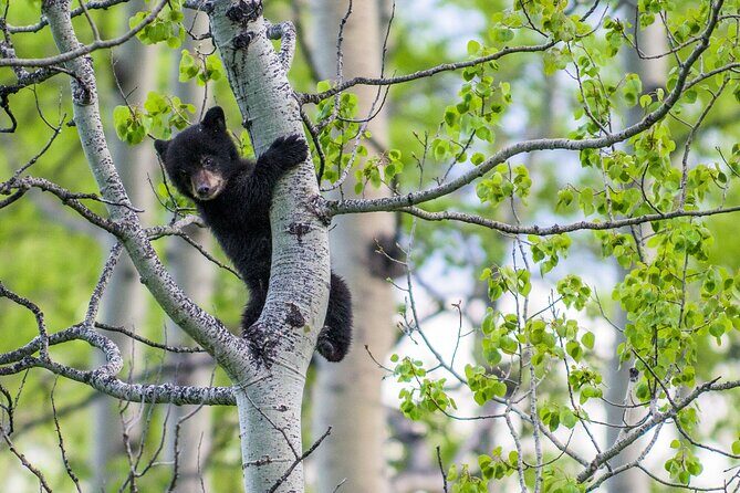 Banff Guided Nature Walk with Bear Country Safety Tips - The Value of the Experience