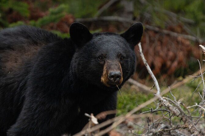 Banff Guided Nature Walk with Bear Country Safety Tips - FAQs