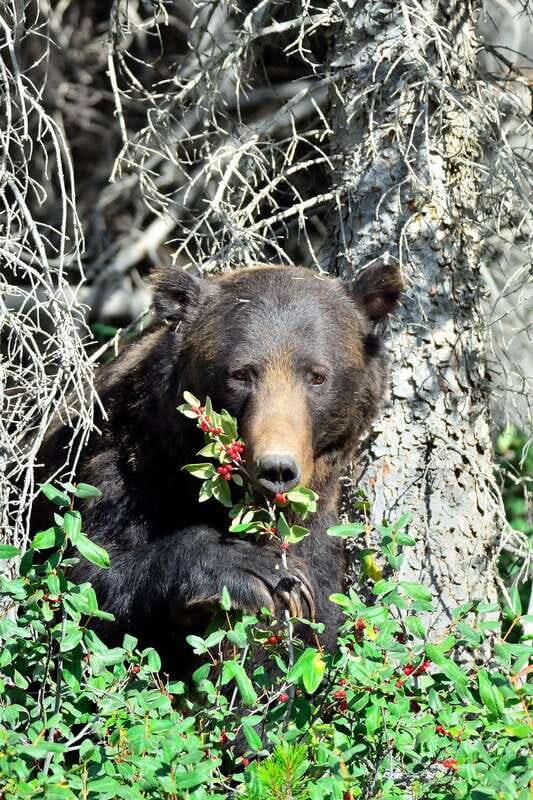 Banff: Guided Nature Walk with Bear Country Safety Tips - An In-Depth Look at the Experience