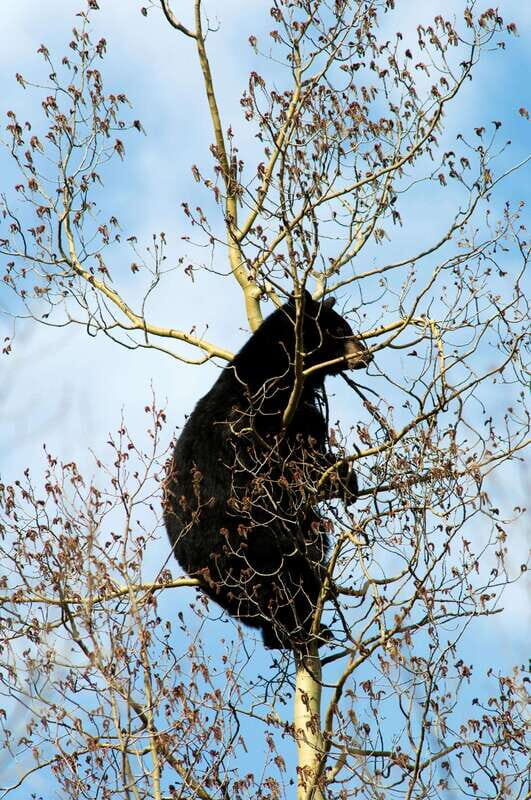 Banff: Guided Nature Walk with Bear Country Safety Tips - Final Summary