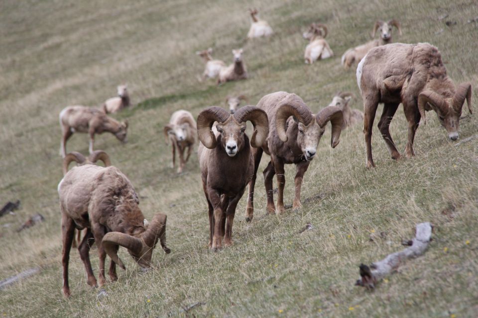 Banff: Highlights and Wildlife Group Tour - Itinerary Highlights