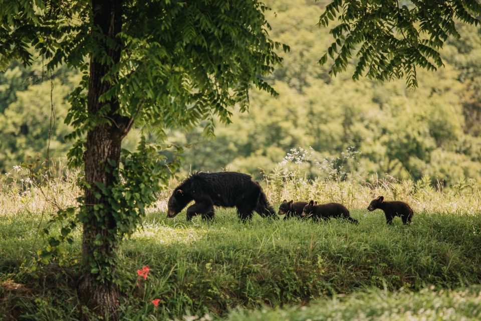 Banff: Highlights and Wildlife Group Tour - Minimum Age Requirement