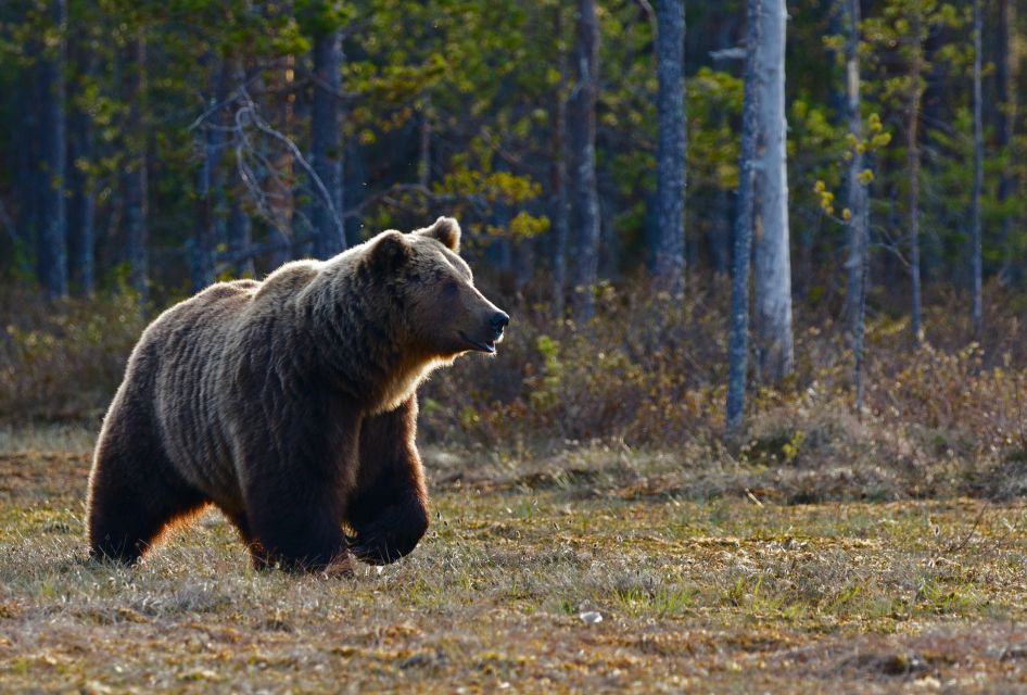 Banff: Highlights and Wildlife Group Tour - Bear Hibernation Period