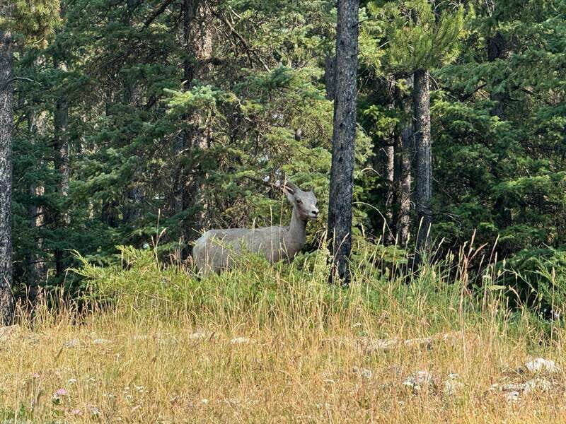 Banff: Lake Louise, Moraine, Emerald Lake & Johnston Canyon - An Overview of the Tour Experience