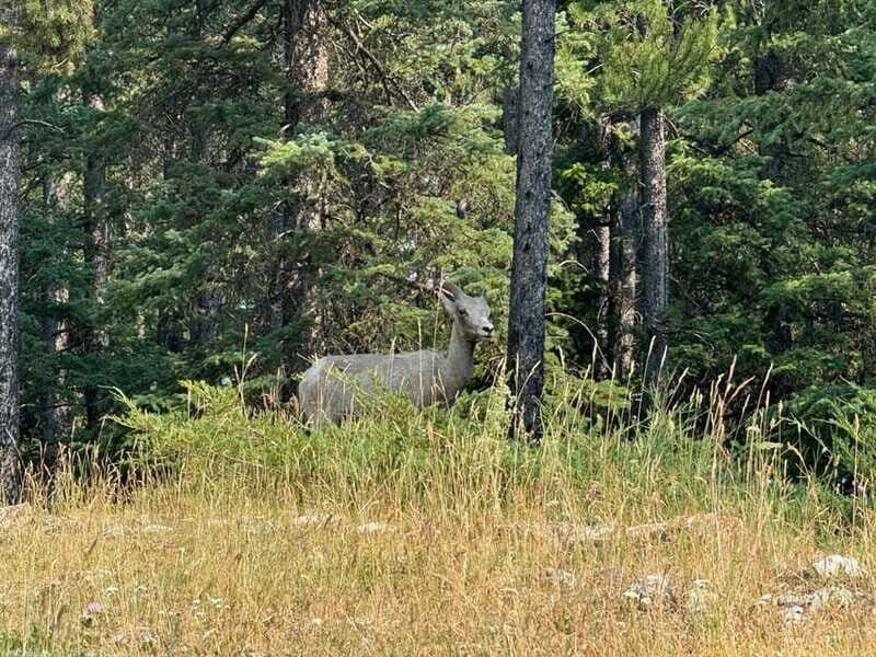 Banff: Lake Louise, Moraine, Emerald Lake & Johnston Canyon - Final Thoughts