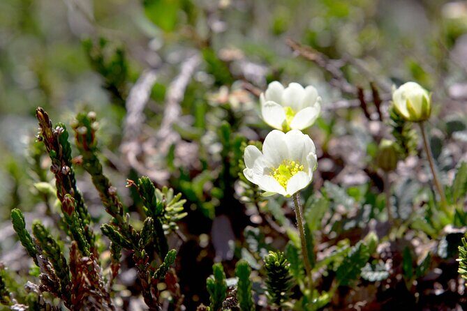 BANFF Medicinal and Edible Plants Nature Walk - 2 Hours - The Experience Beyond the Scenery