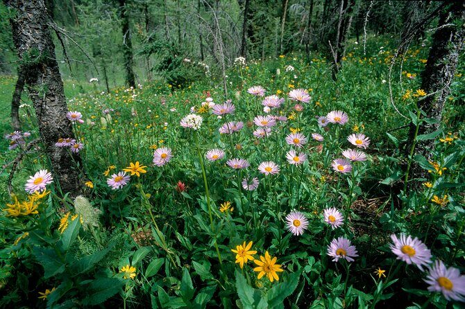 BANFF Medicinal and Edible Plants Nature Walk - 2 Hours - FAQ