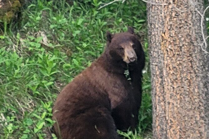 Banff Mountain Adventure with Hiking and Canoeing Options - What to Expect from the Banff Mountain Adventure Tour