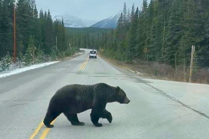 Banff National Park Exclusive Small Group Tour - Banff Town and Lunch
