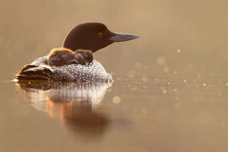 Banff National Park PRIVATE SAFARI and Nature Walk - 3.5H - Final Thoughts