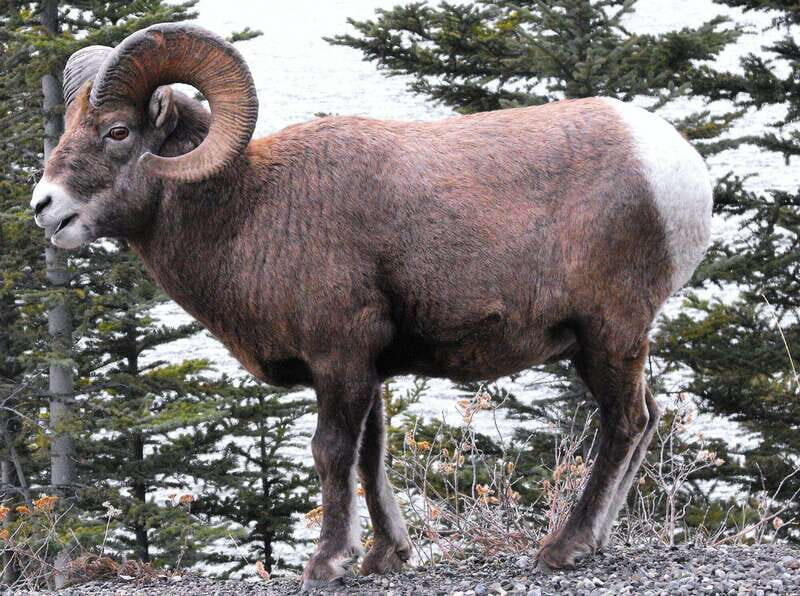 Banff PRIVATE Guided Nature Walk + Transportation - 2.5H - Exploring the Banff PRIVATE Guided Nature Walk + Transportation